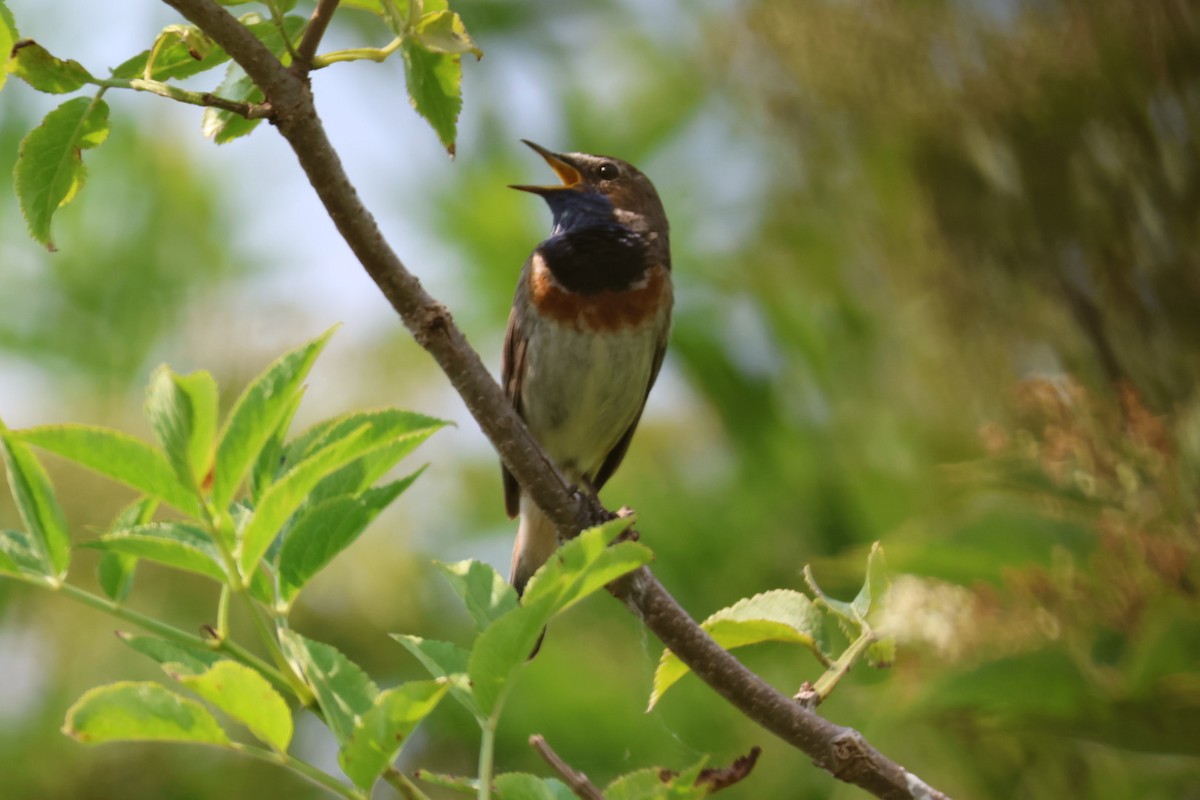 Bluethroat - ML620826636