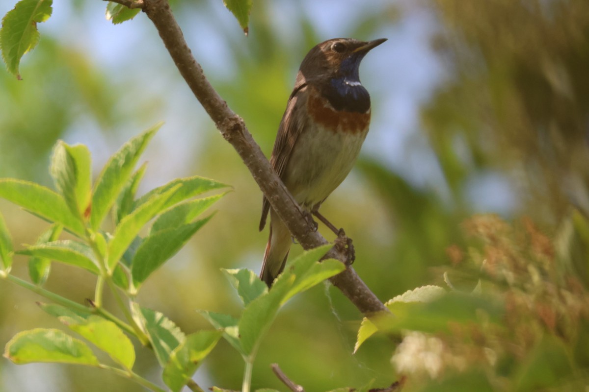 Bluethroat - ML620826637