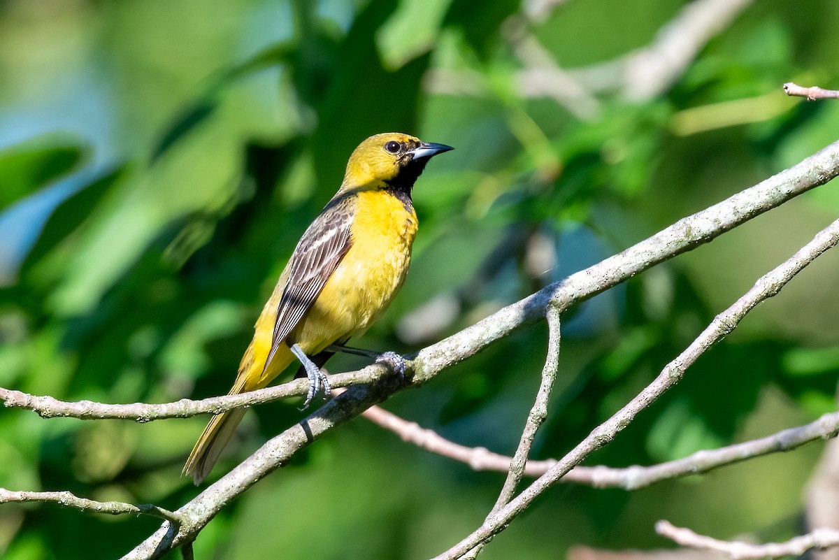 Orchard Oriole - ML620826638