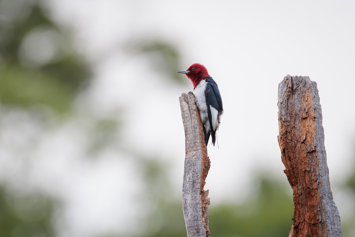 Red-headed Woodpecker - ML620826639