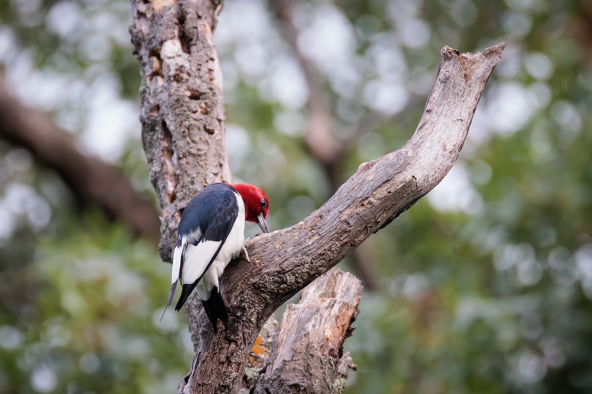 Red-headed Woodpecker - ML620826640