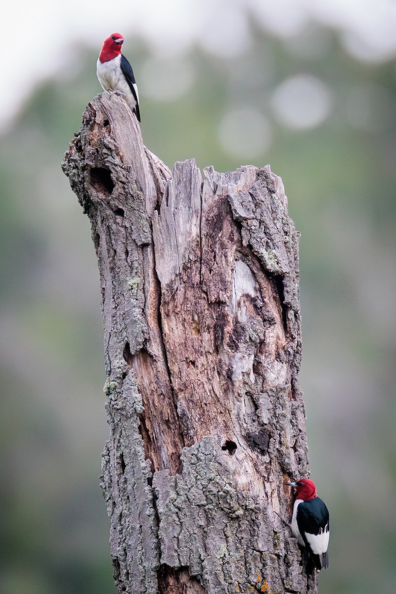 Pic à tête rouge - ML620826641