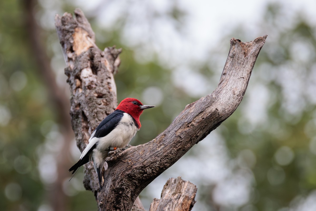 Red-headed Woodpecker - ML620826642