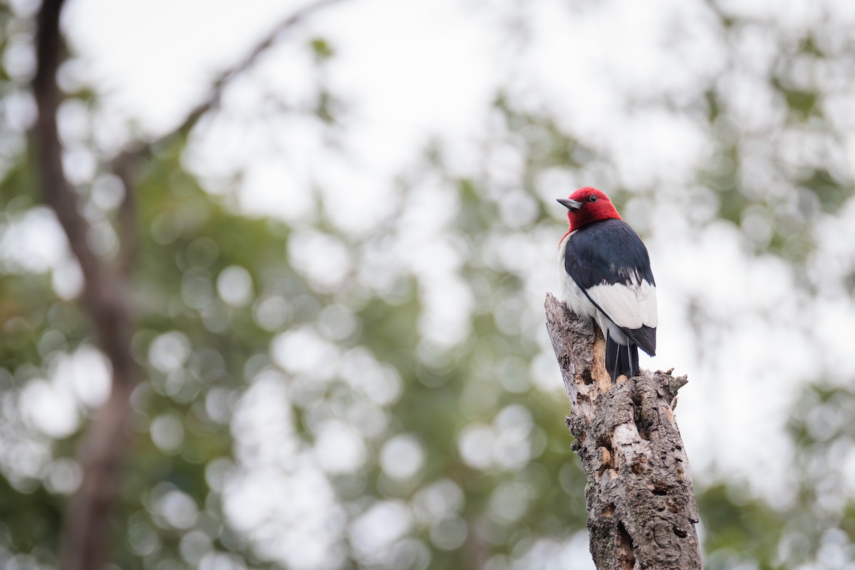 Red-headed Woodpecker - ML620826643