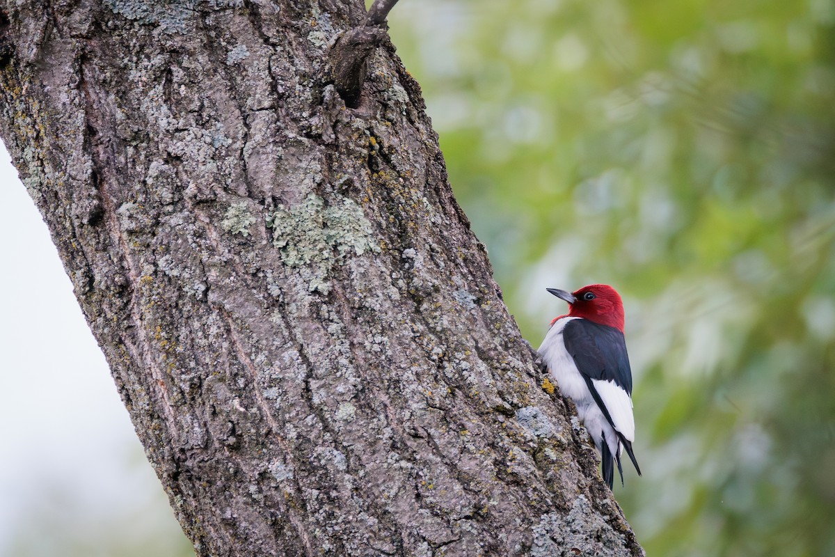 Red-headed Woodpecker - ML620826644