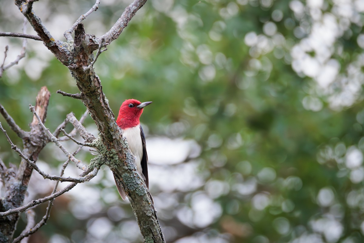 Red-headed Woodpecker - ML620826645