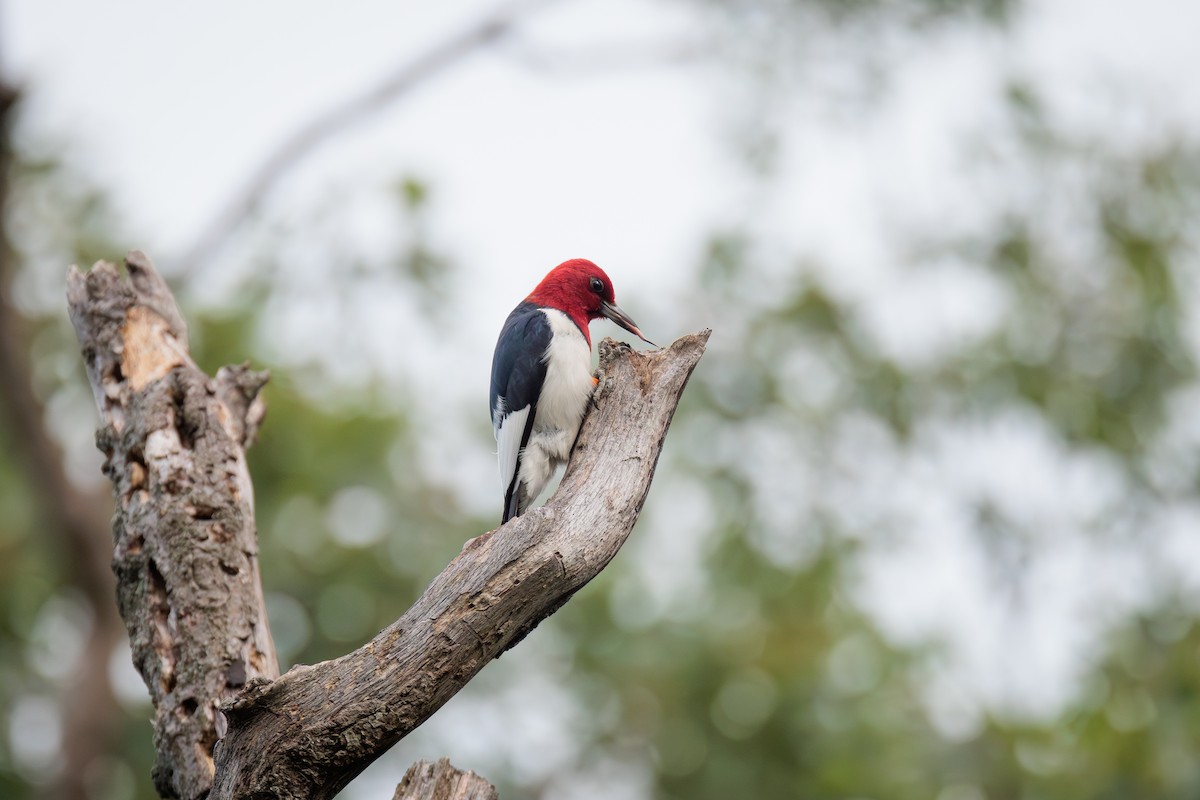 Red-headed Woodpecker - ML620826646