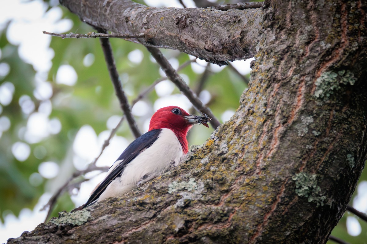 Red-headed Woodpecker - ML620826647