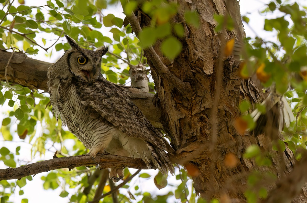 Great Horned Owl - ML620826648