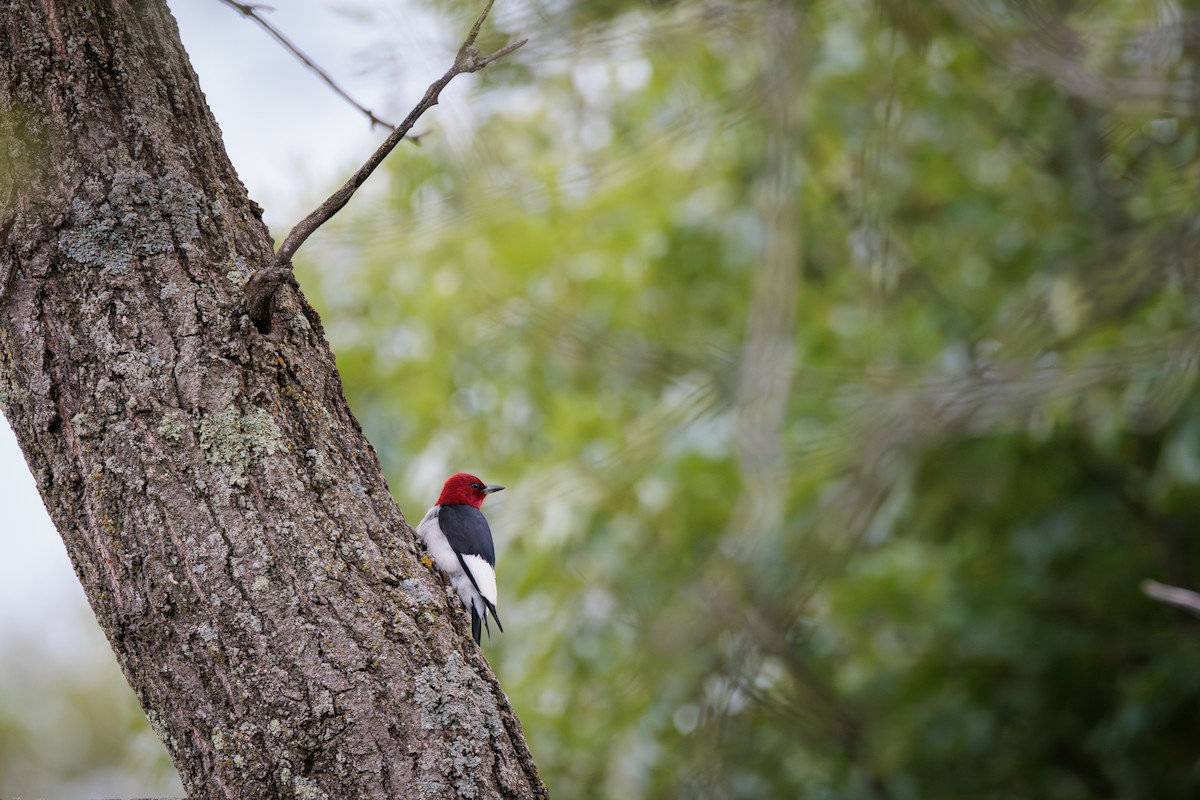 Red-headed Woodpecker - ML620826649