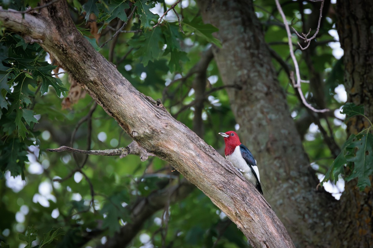 Red-headed Woodpecker - ML620826650