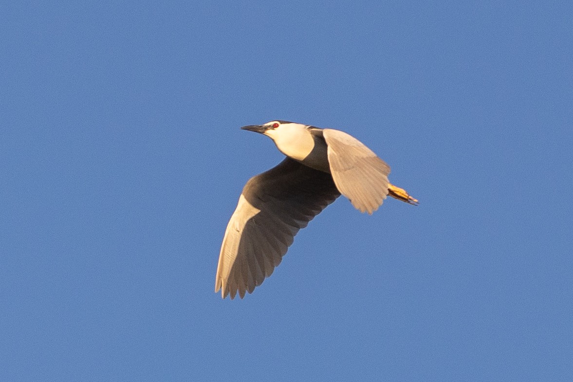 Black-crowned Night Heron - ML620826655