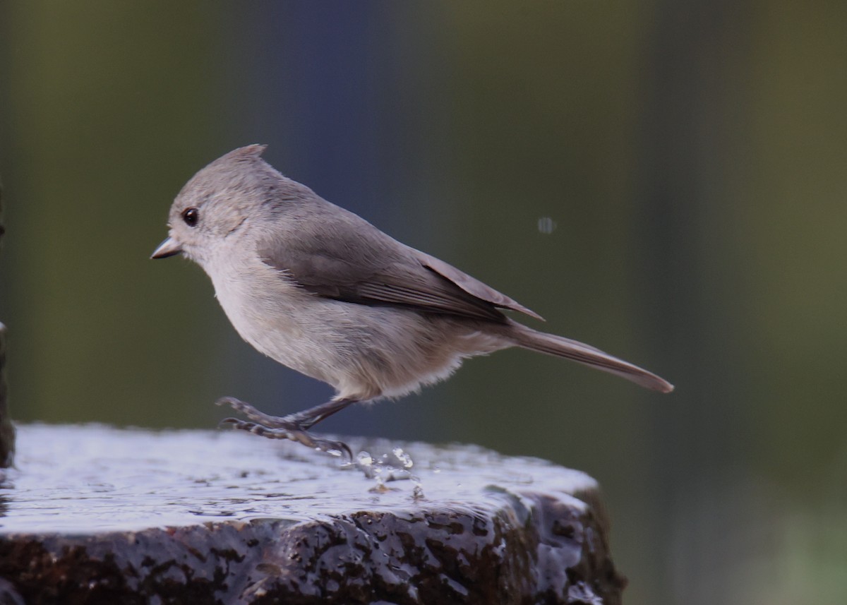 Oak Titmouse - ML620826657