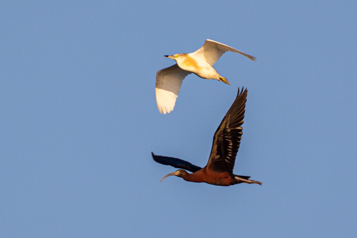 Squacco Heron - ML620826658