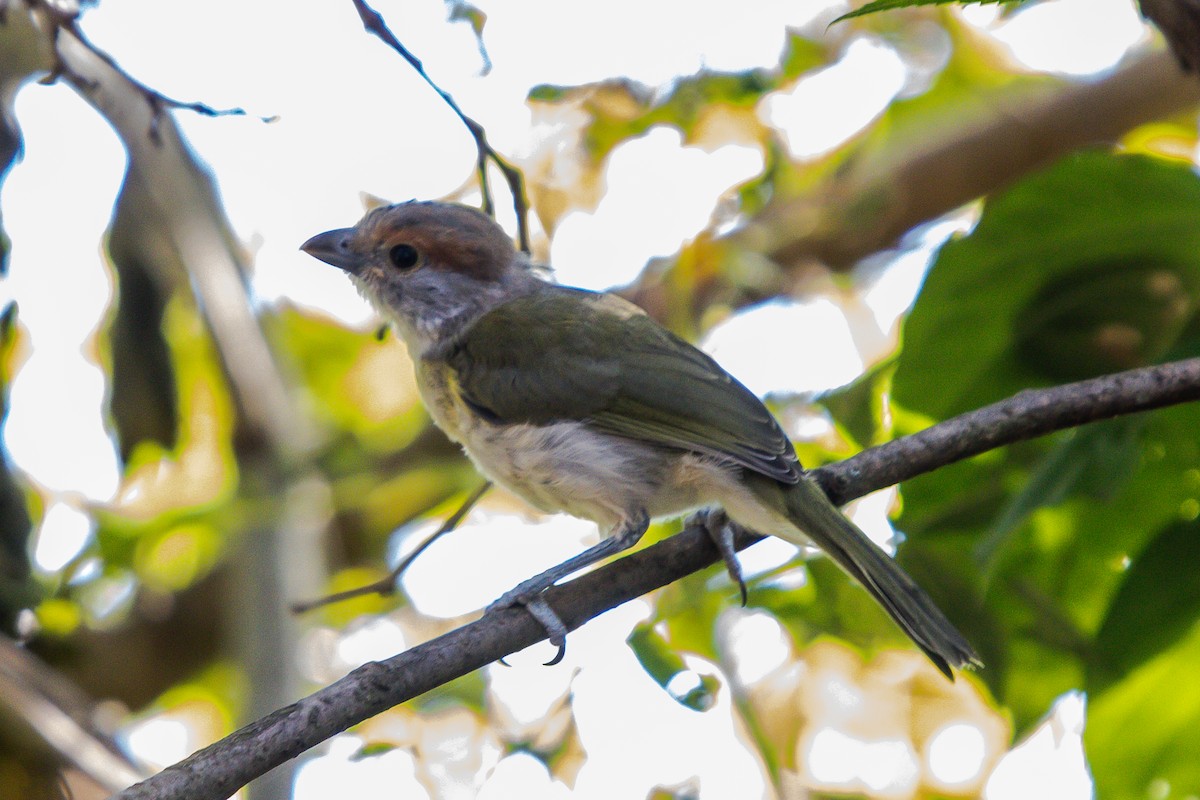 Rufous-browed Peppershrike - ML620826660