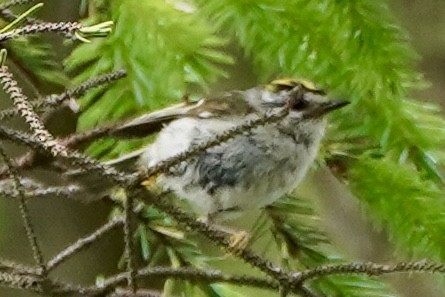 Golden-crowned Kinglet - Kenneth Mamitsuka