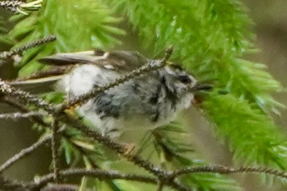 Golden-crowned Kinglet - ML620826664