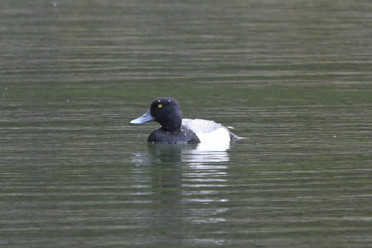 Lesser Scaup - ML620826666