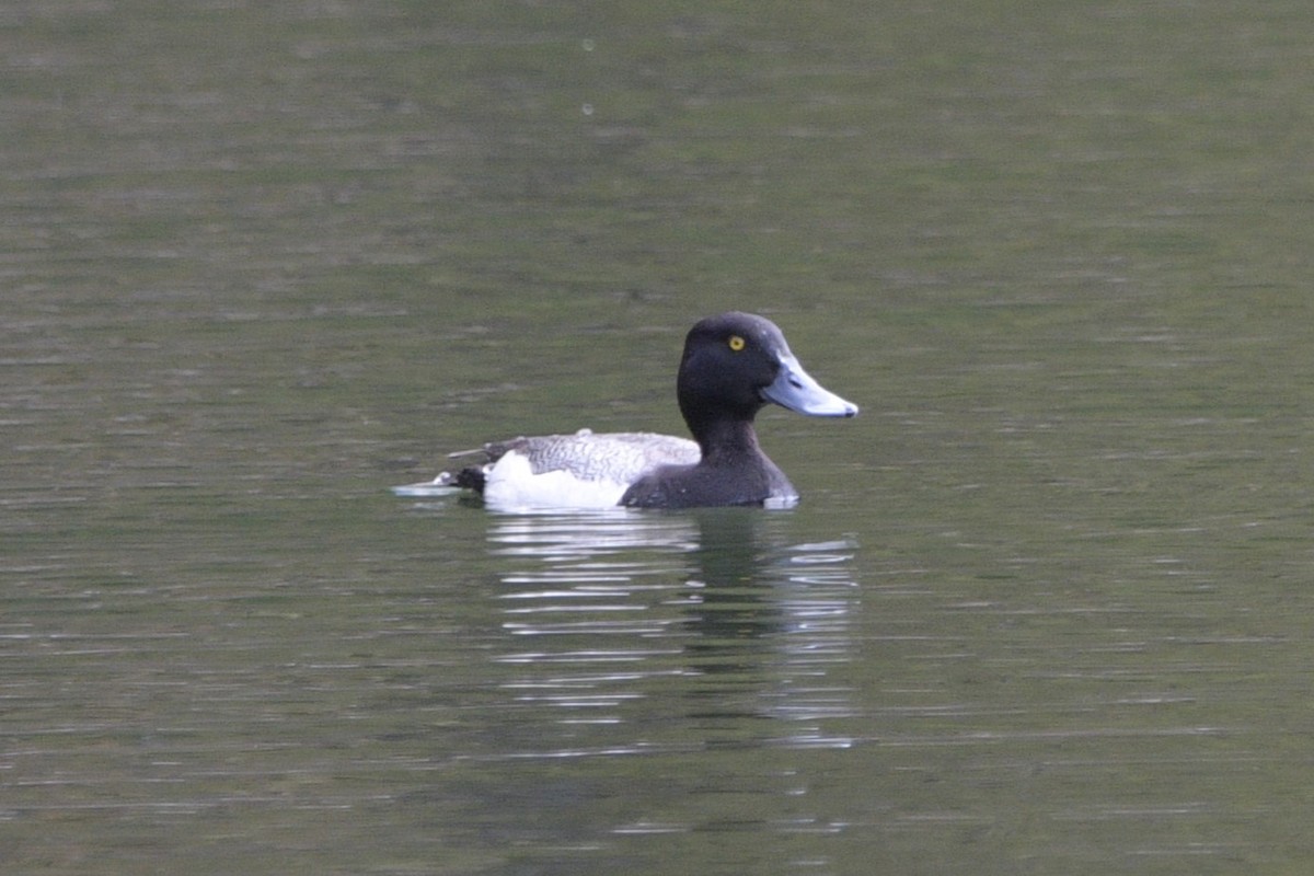 Lesser Scaup - ML620826667