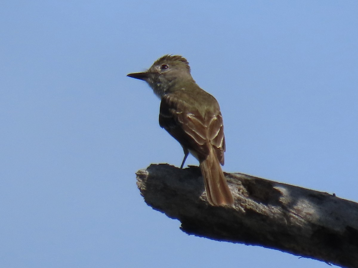 Great Crested Flycatcher - ML620826703