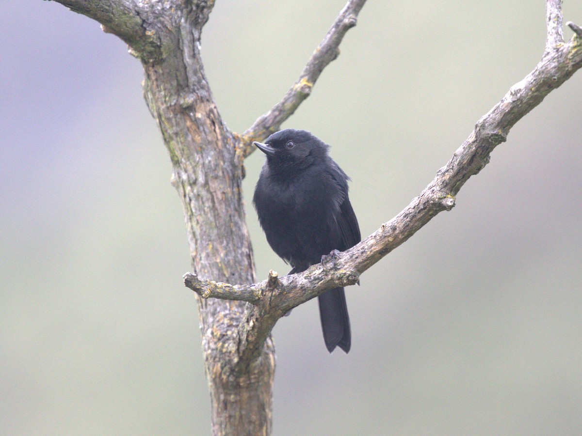 Black Flowerpiercer - ML620826710