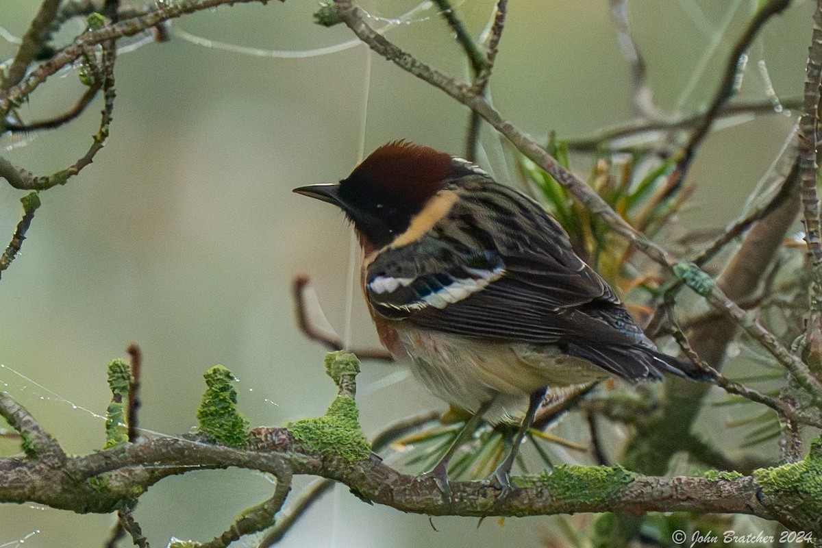 Bay-breasted Warbler - ML620826711