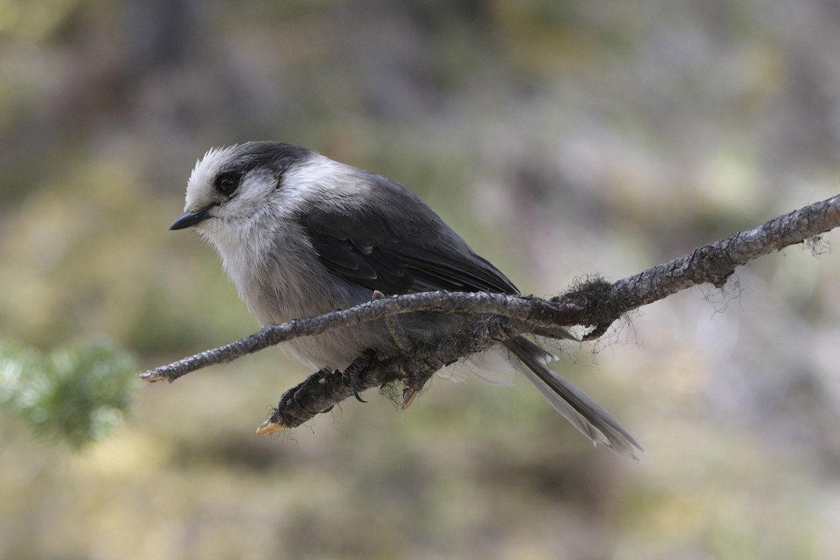 Canada Jay - ML620826713