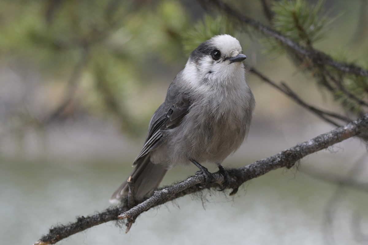 Canada Jay - Ian Thomson