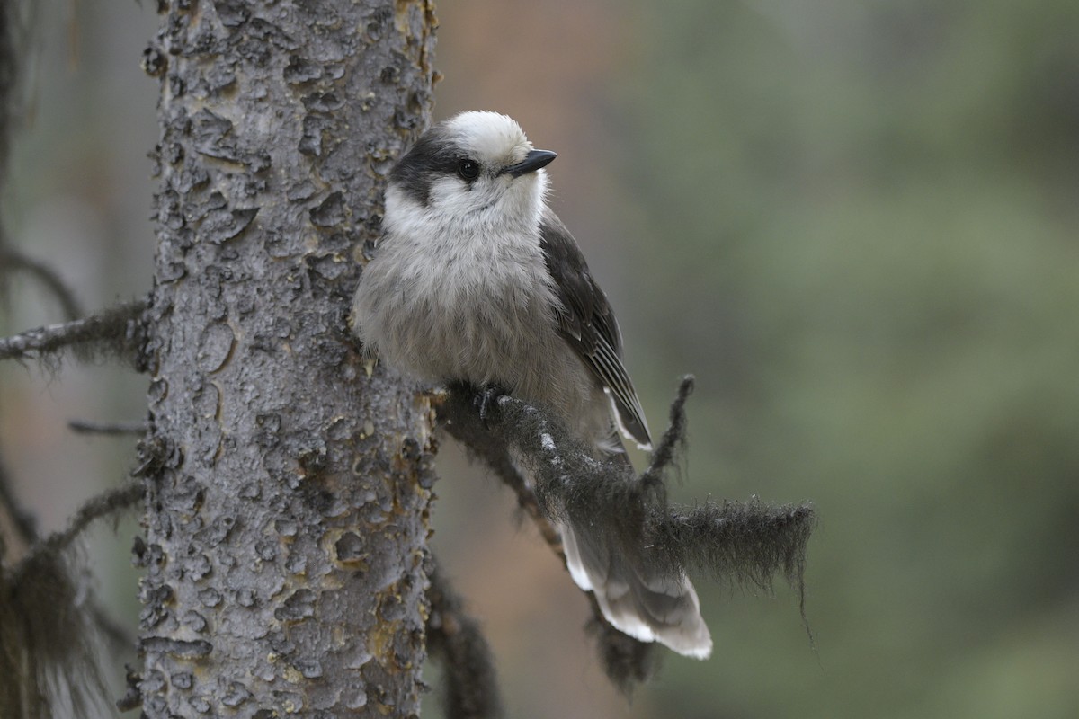 Canada Jay - ML620826717