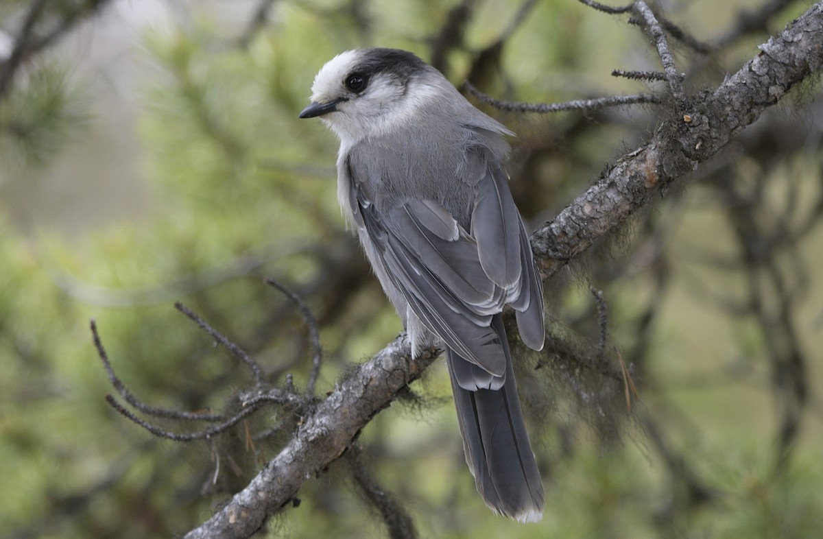 Canada Jay - ML620826718