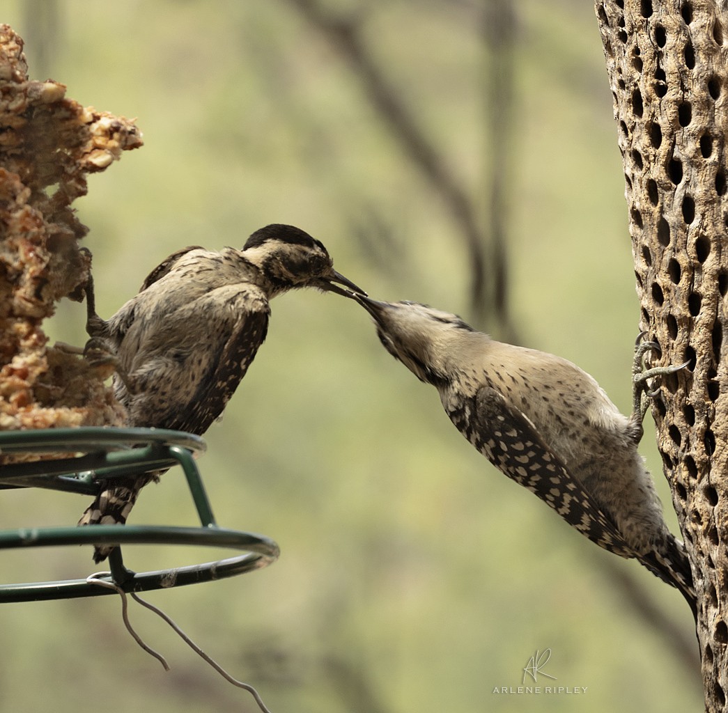 Ladder-backed Woodpecker - ML620826719