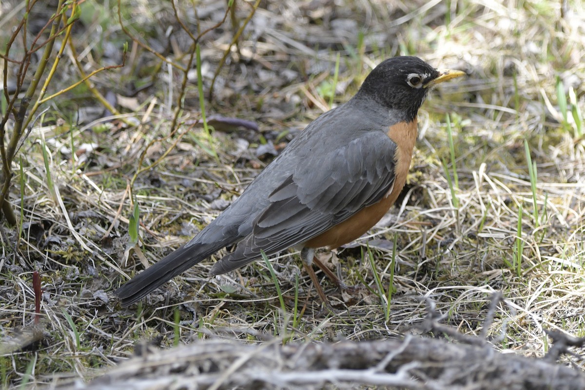 American Robin - ML620826721