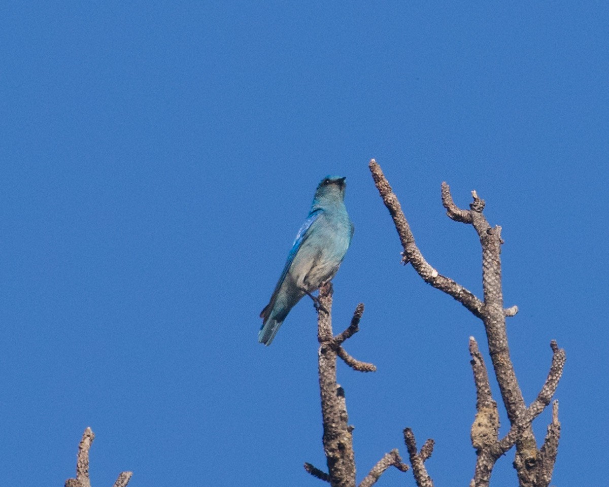 Mountain Bluebird - ML620826722