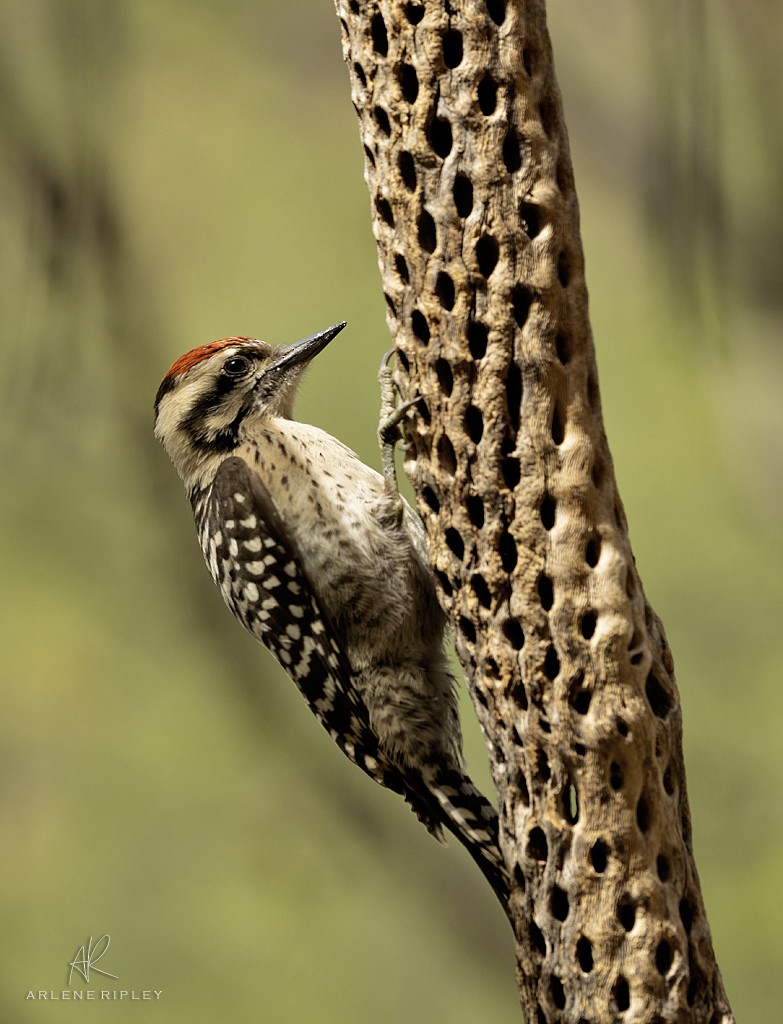 Ladder-backed Woodpecker - ML620826723