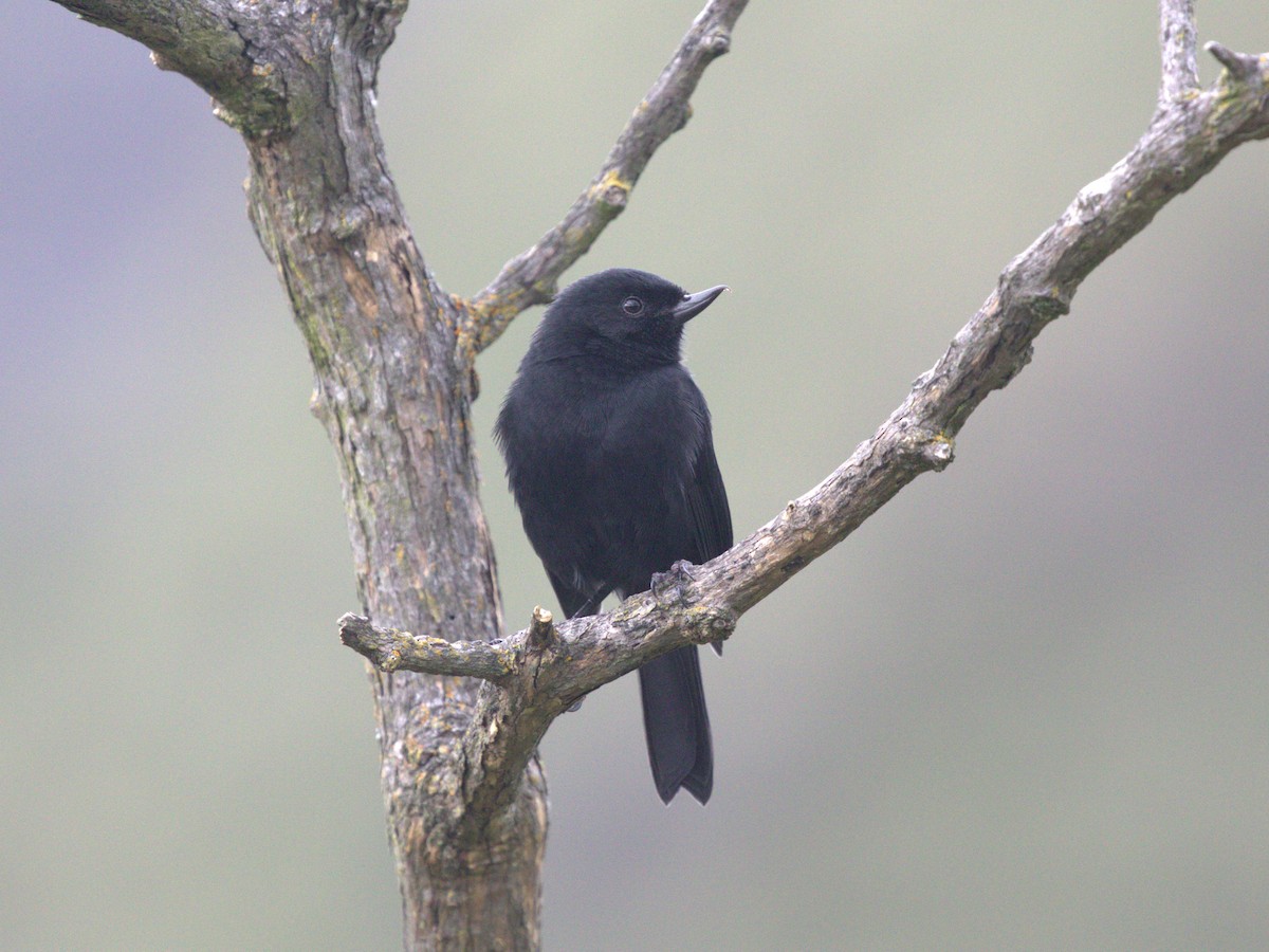 Black Flowerpiercer - ML620826724