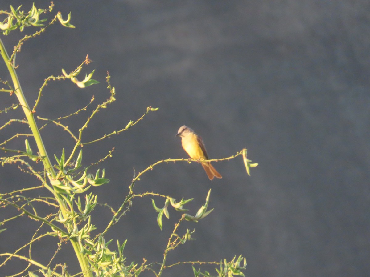 Tropical Kingbird - ML620826725