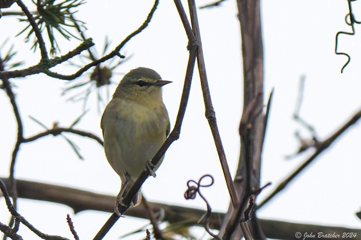 Tennessee Warbler - ML620826726