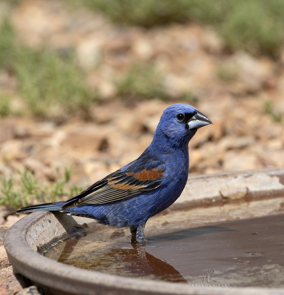 Blue Grosbeak - ML620826727