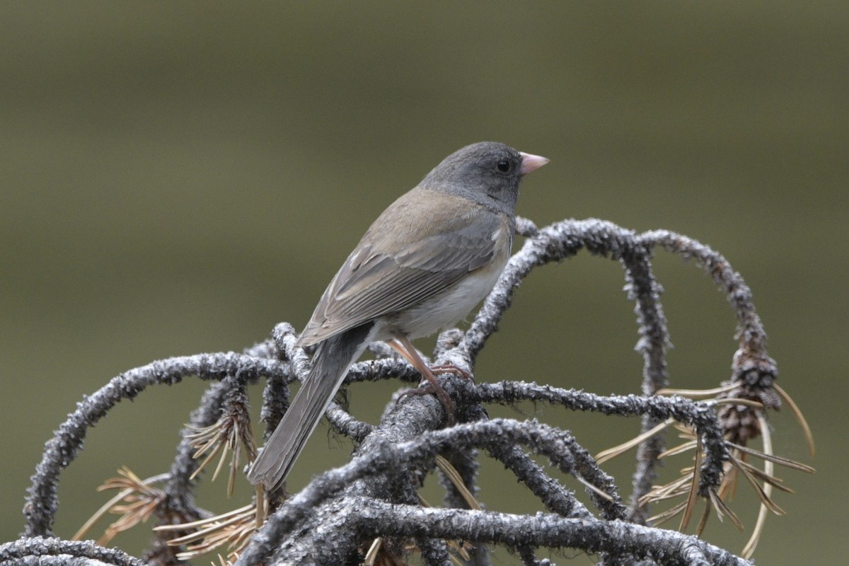 Junco ardoisé (groupe oreganus) - ML620826729