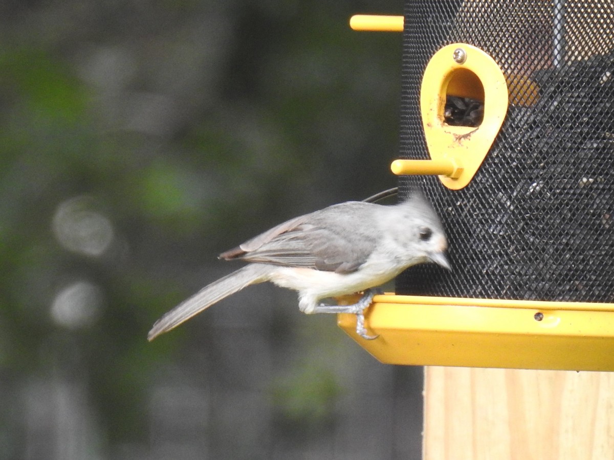 Black-crested Titmouse - ML620826730