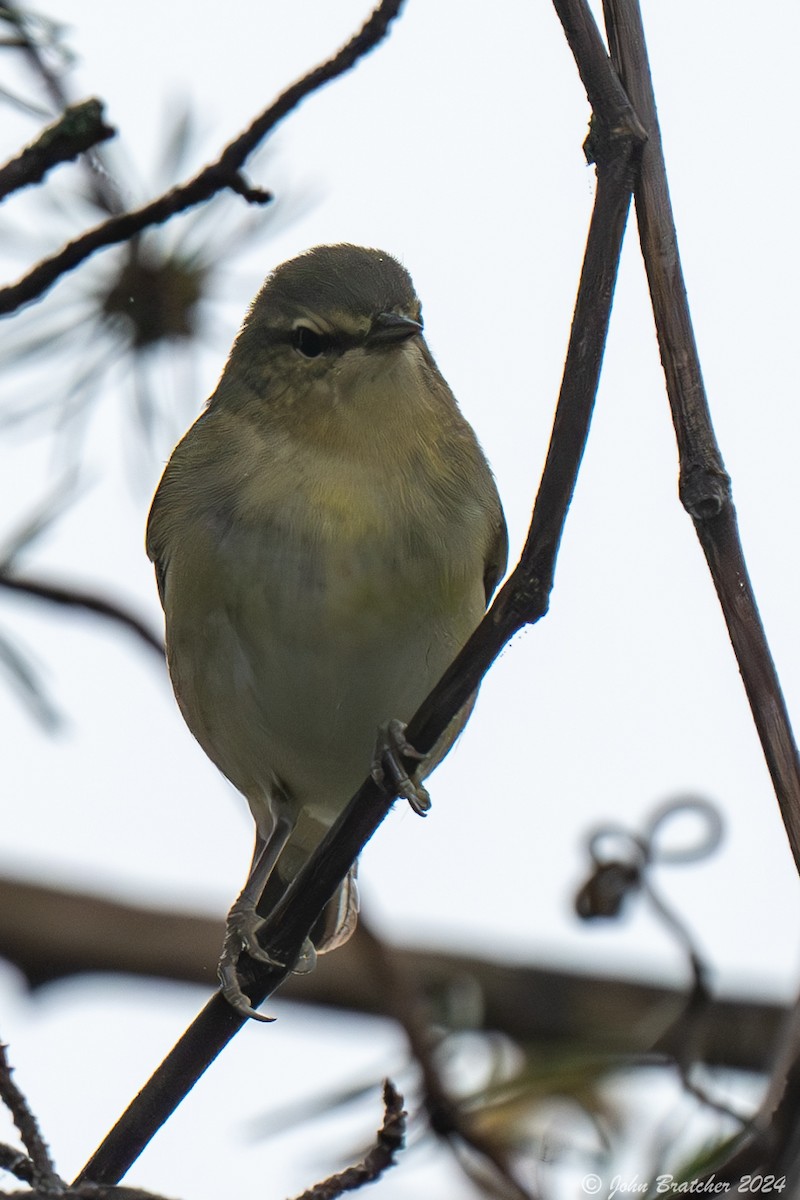 Tennessee Warbler - ML620826731