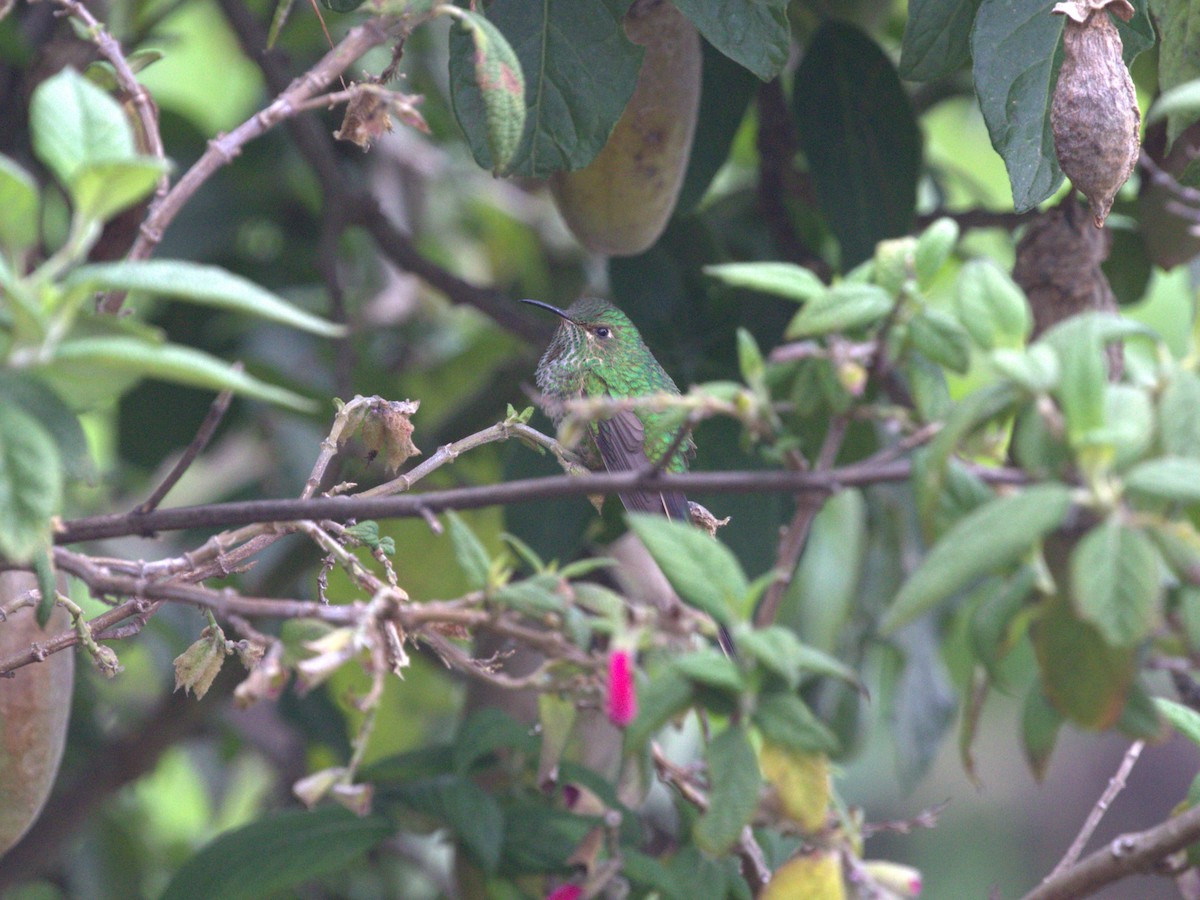 Black-tailed Trainbearer - ML620826733