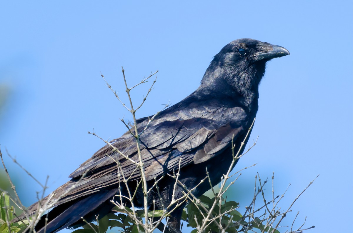 Fish Crow - ML620826734