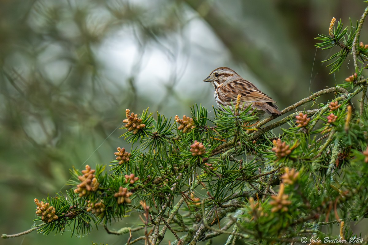 Song Sparrow - ML620826735