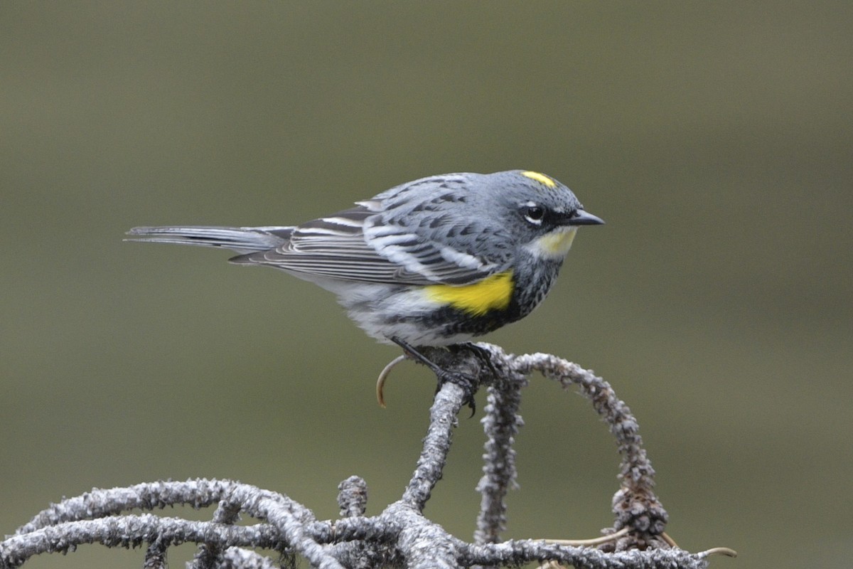 Yellow-rumped Warbler - ML620826737