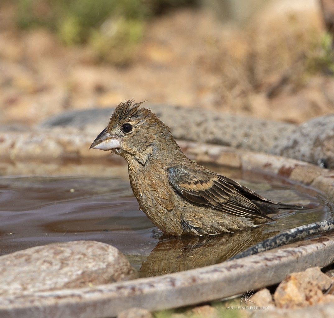 Blue Grosbeak - ML620826744