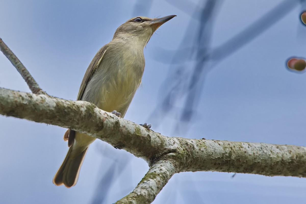 Yucatan Vireo - ML620826745