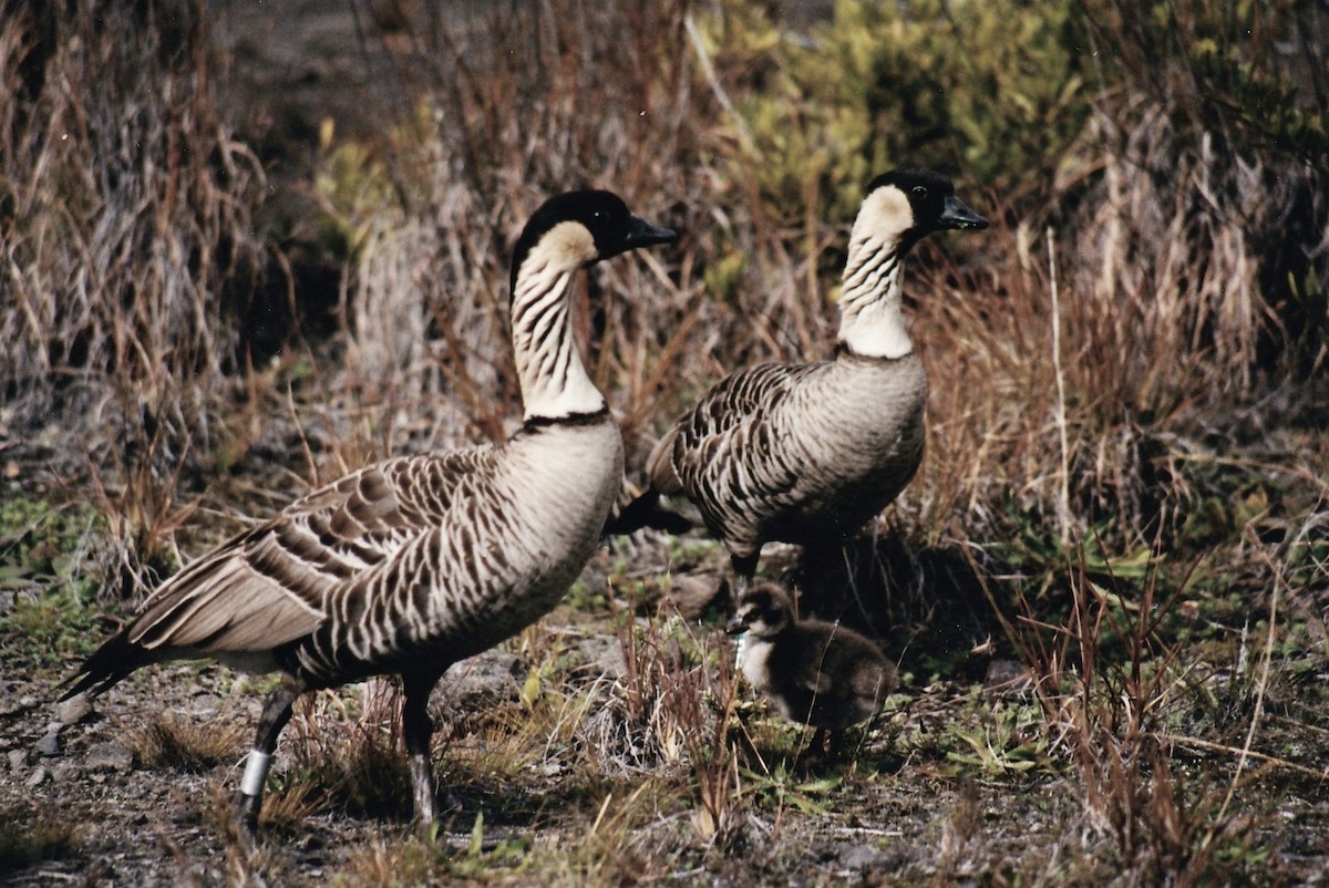 Hawaiian Goose - ML620826754