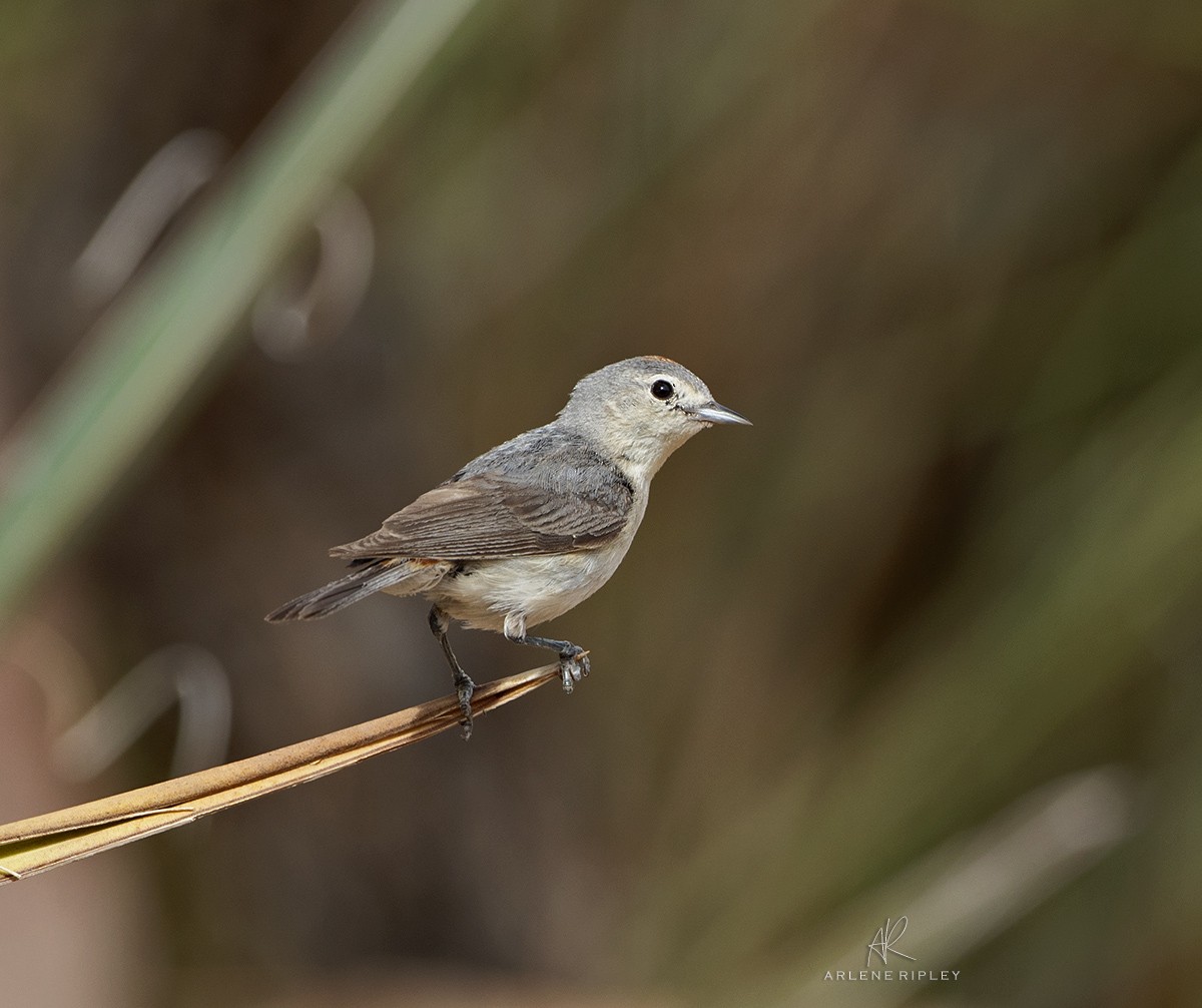 Lucy's Warbler - ML620826756