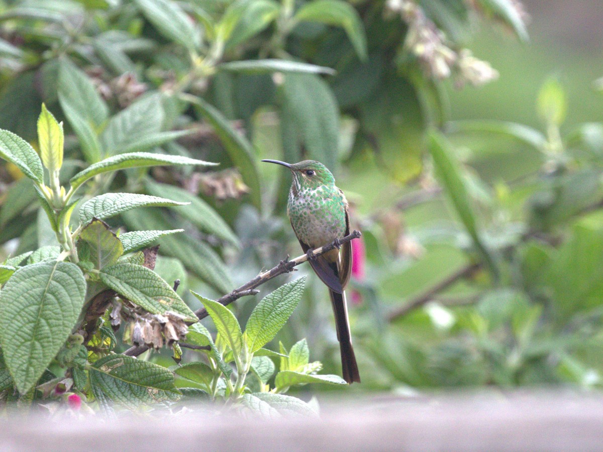 Black-tailed Trainbearer - ML620826757